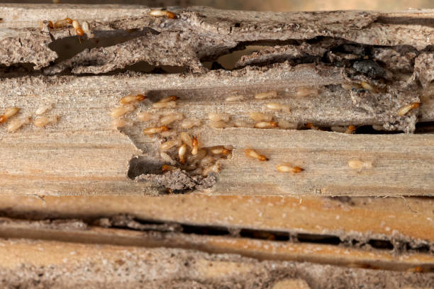 Best Best Pest Control Companies  in Vienna, GA