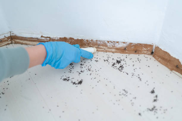 Best Ant Control Services  in Vienna, GA